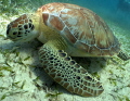  Green Turtle Taken Canon G12 Settings F6.3 Speed 125 ISO 100 Fish Eye Lense F63 F6  